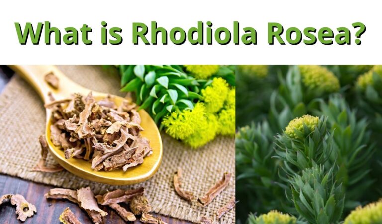Rhodiola Rosea: Natural Support for Energy, Focus, and Stress Resilience