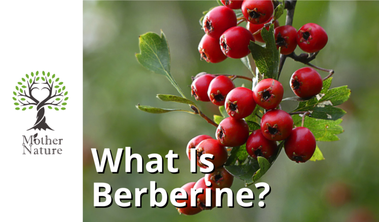Berberine: The Plant Compound That Rivals Metformin?